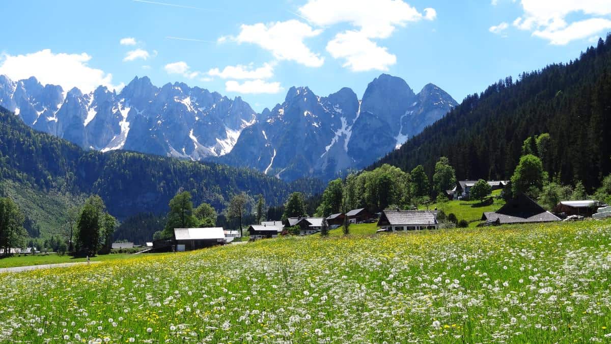 Blumenwiese Salzkammergut - Seen im Salzkammergut