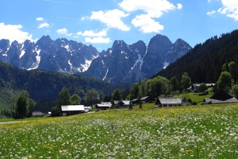 Blumenwiese im Salzkammergut