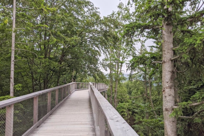 Holzsteg durch die Baumwipfel auf dem Grünberg