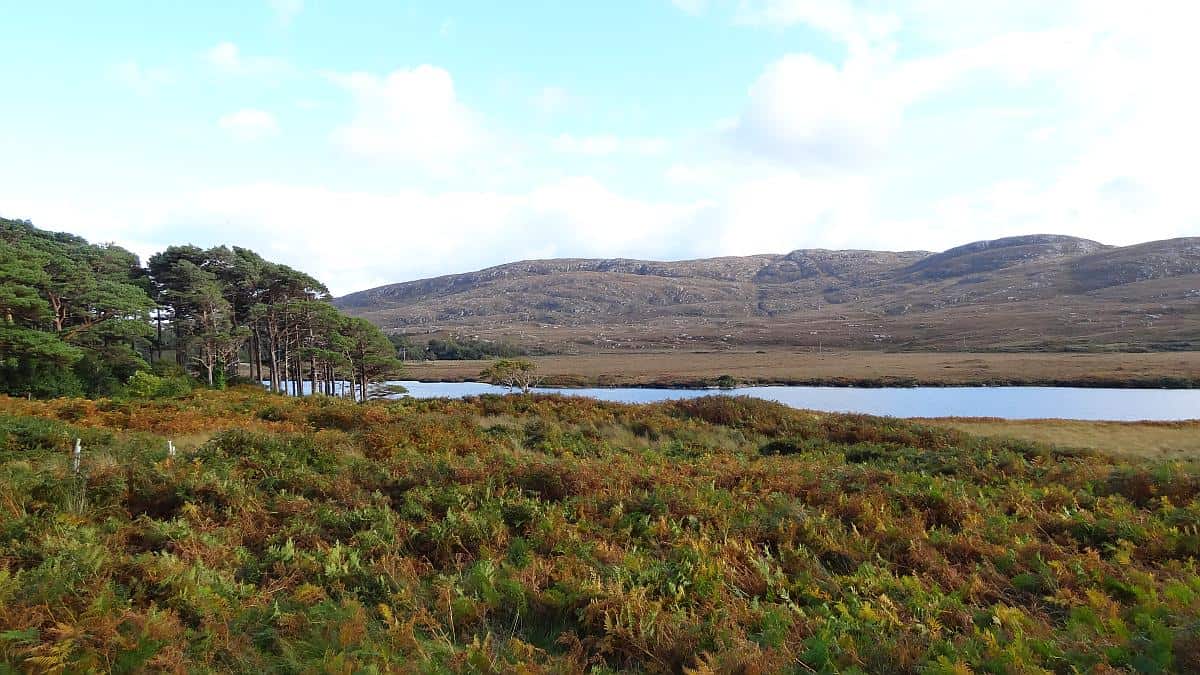 Farne am Seeufer im Glenveagh National Park
