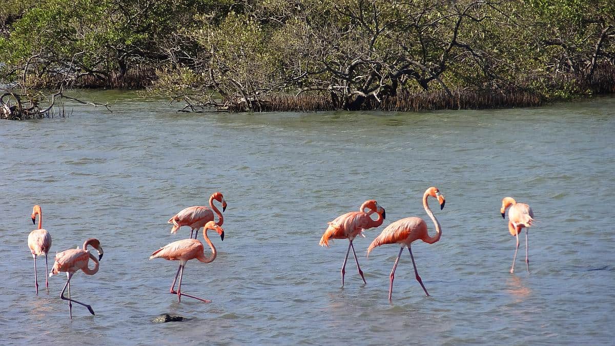 Flamingos auf Bonaire