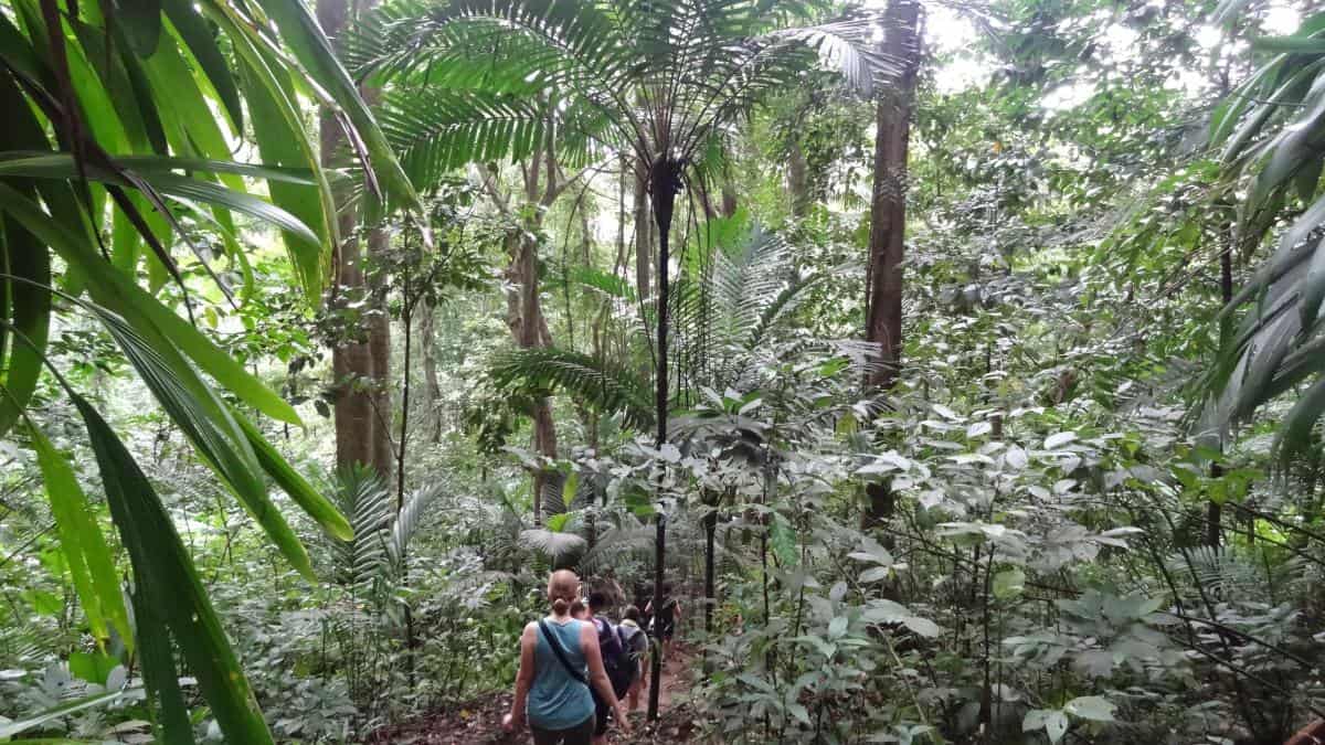 Regenwaldwanderung, St. Lucia