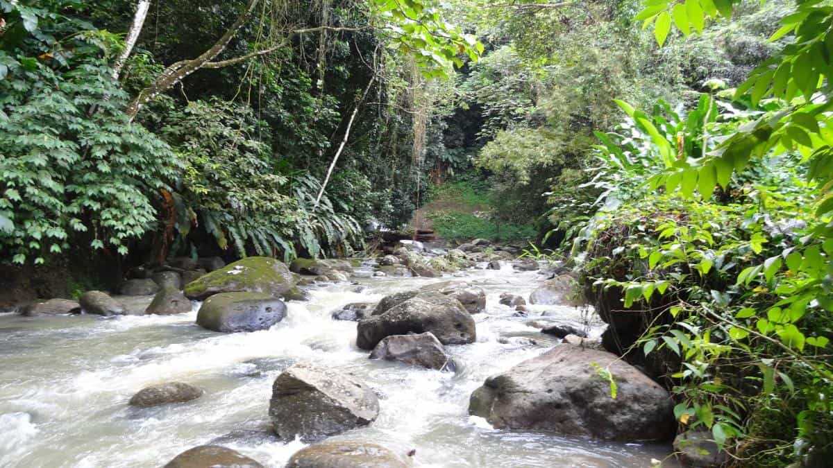 Bach, Grand-Etang-Nationalpark, Grenada