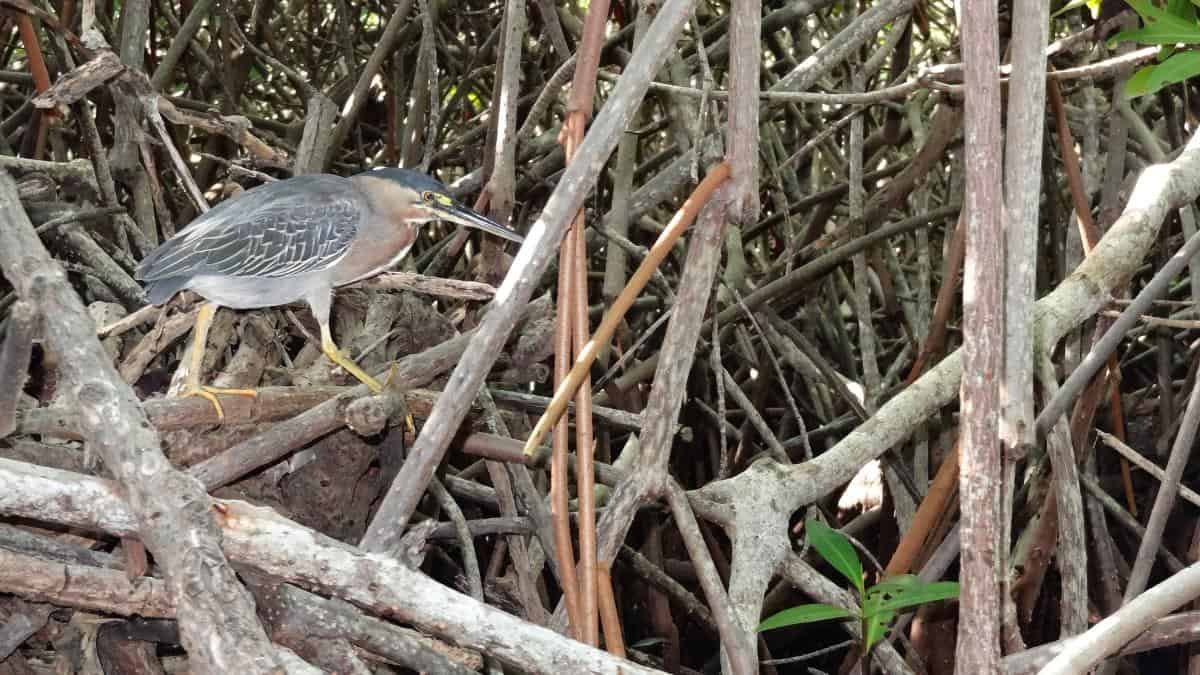 Grünreiher auf Bonaire