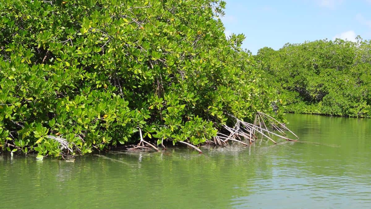 Mangrovenwald auf Bonaire