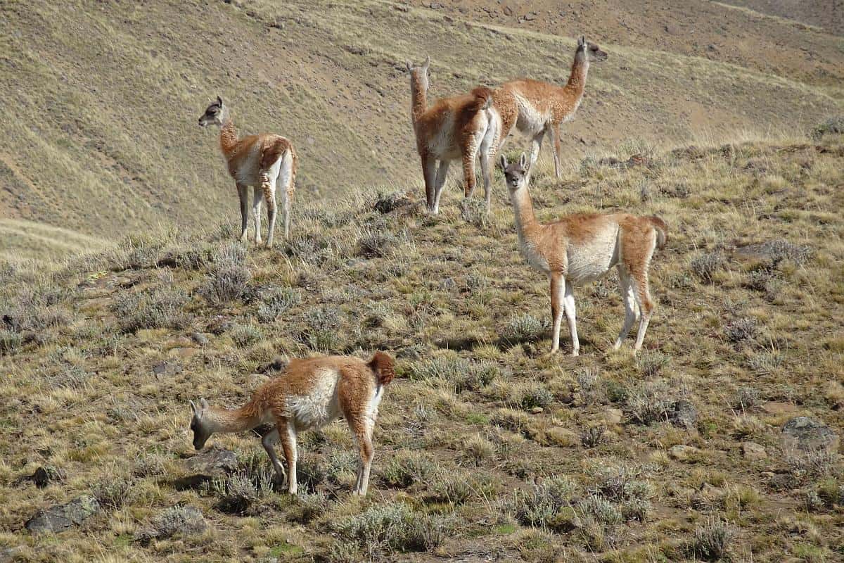 Guanakos in der Pampa