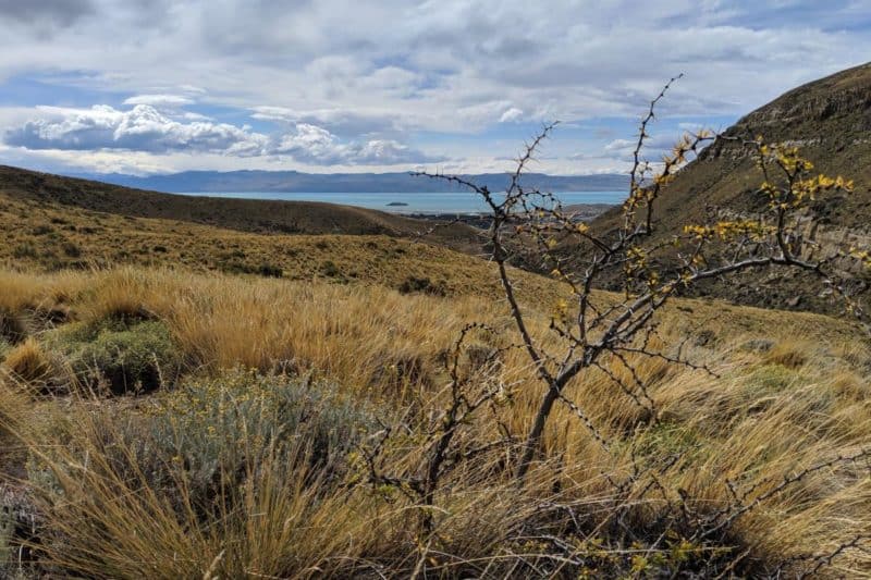 Fast verdorrter Calafate-Strauch in der Pampa