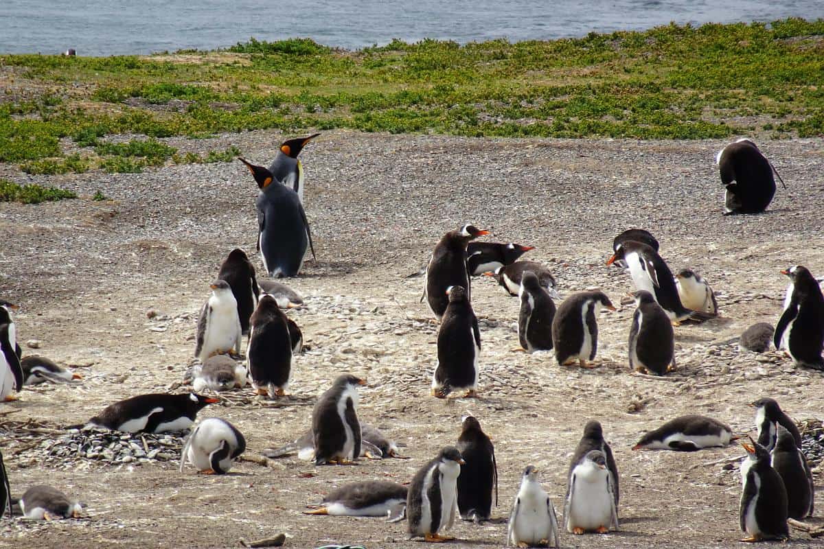 Pinguine auf der Isla Martillo