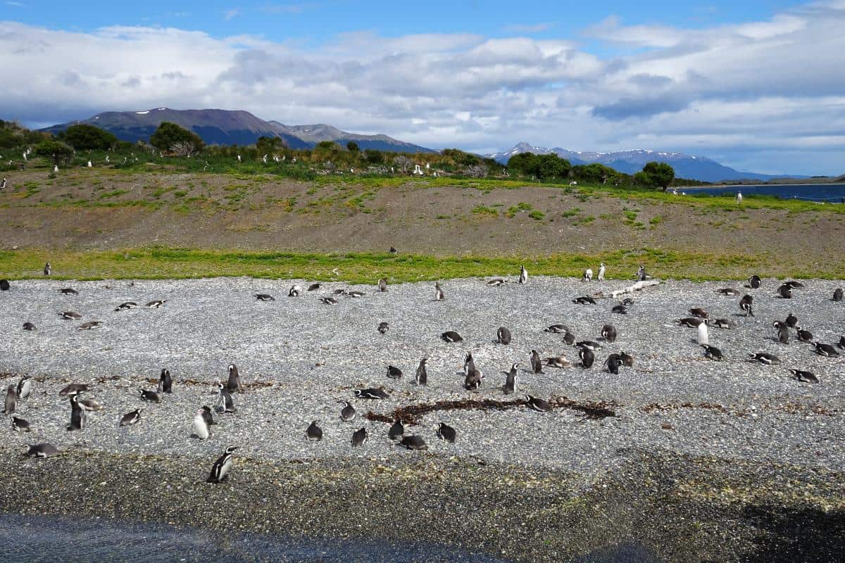 Pinguine am Strand der Isla Martillo