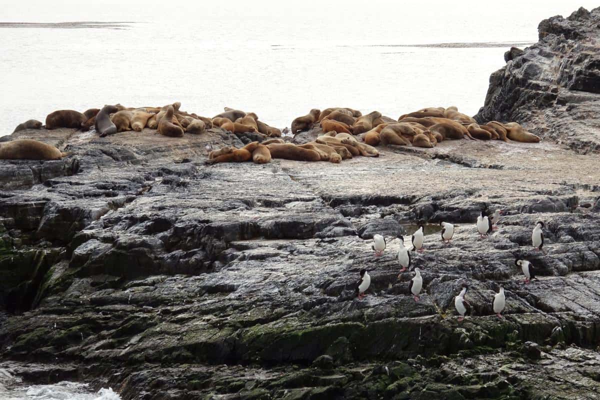 Robbenkolonie auf einer Felseninsel im Beagle-Kanal