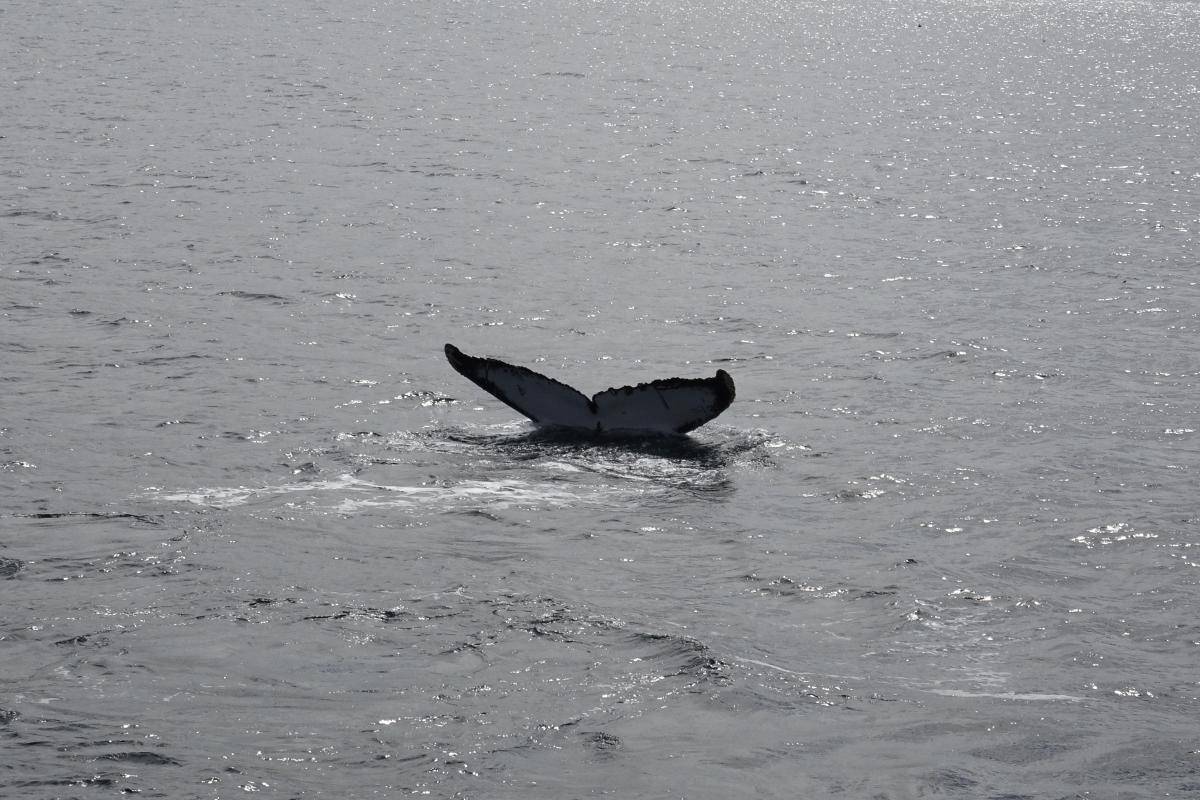 Schwanzflosse eines Buckelwals