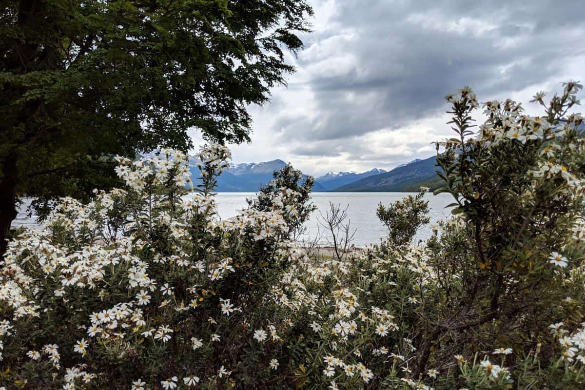 Blumen am Lago Roca in Feuerland