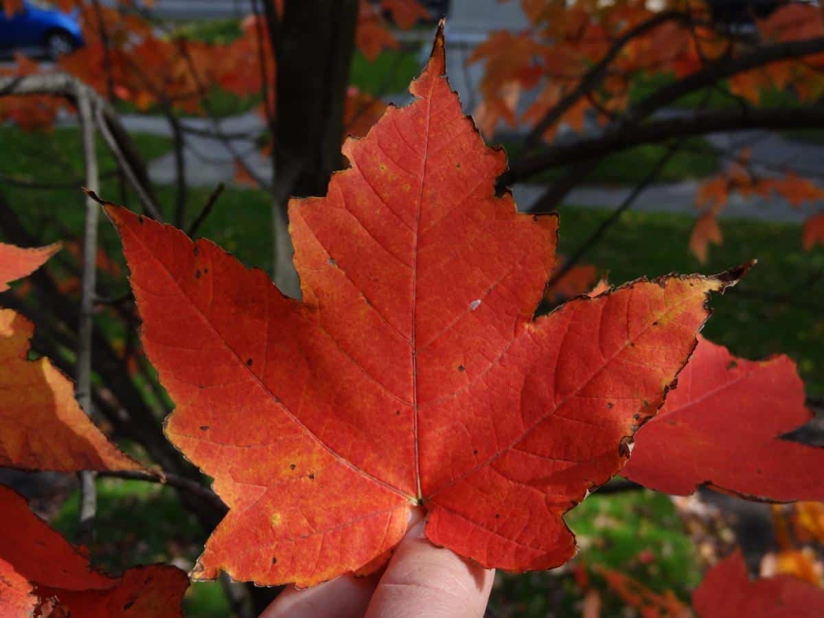 Rotes Ahornblatt