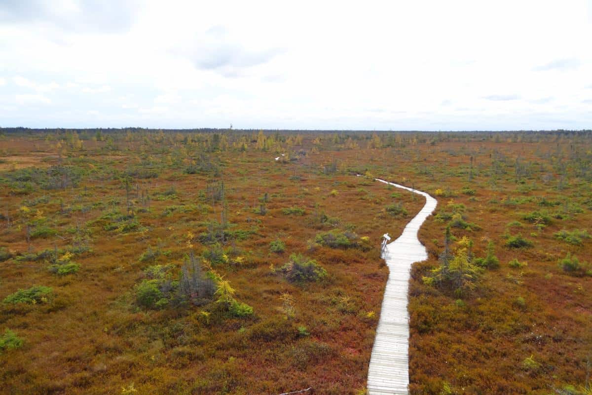 Herbstlich gefärbtes Moor im Kouchibouguac-Nationalpark