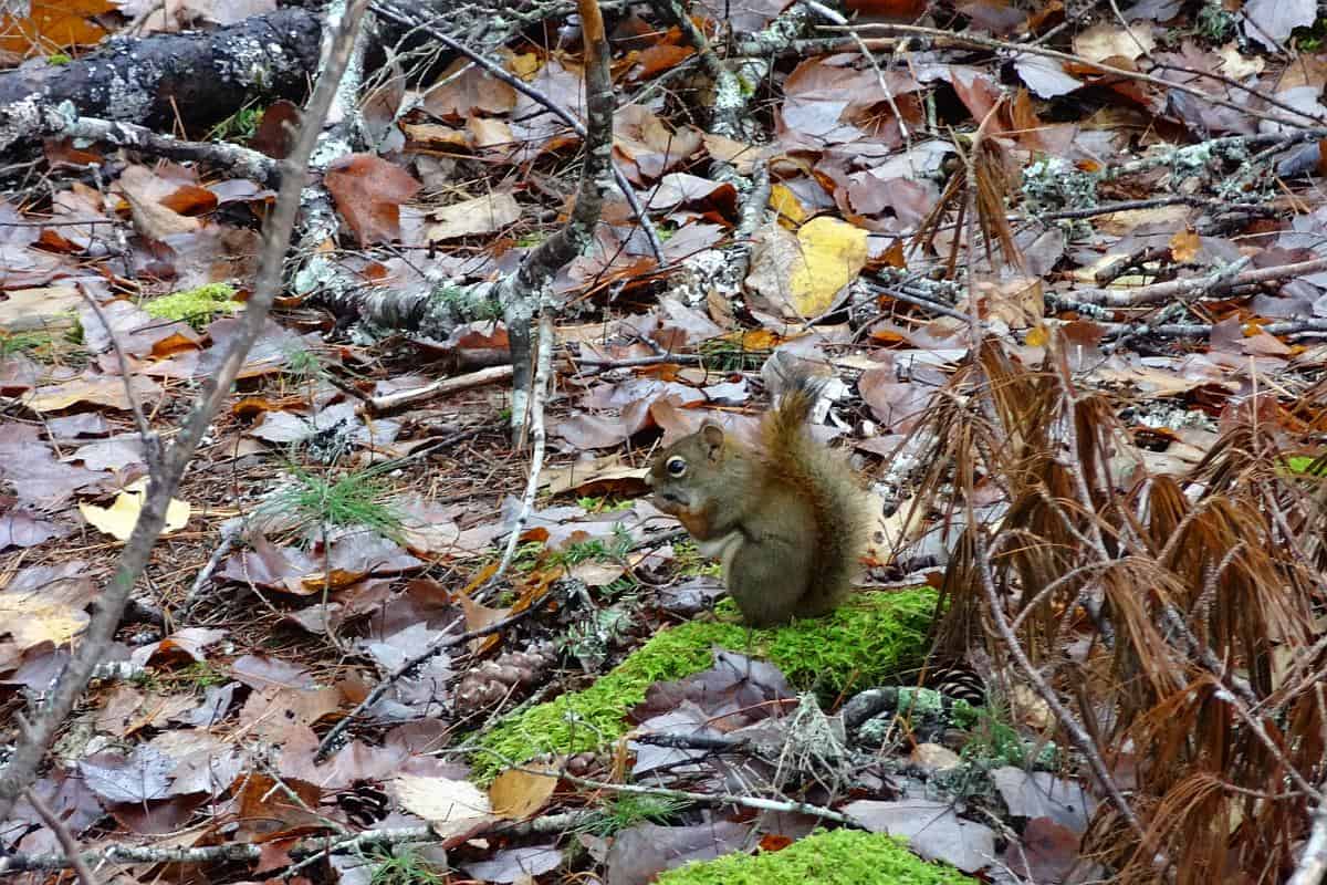 Eichhörnchen im Kejimkujik National Park