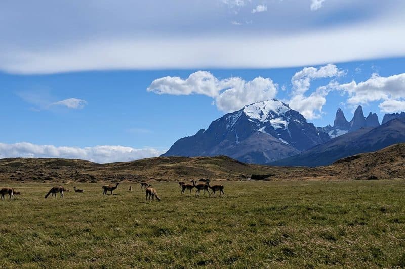 Guanako-Herde vor den Torres del Paine