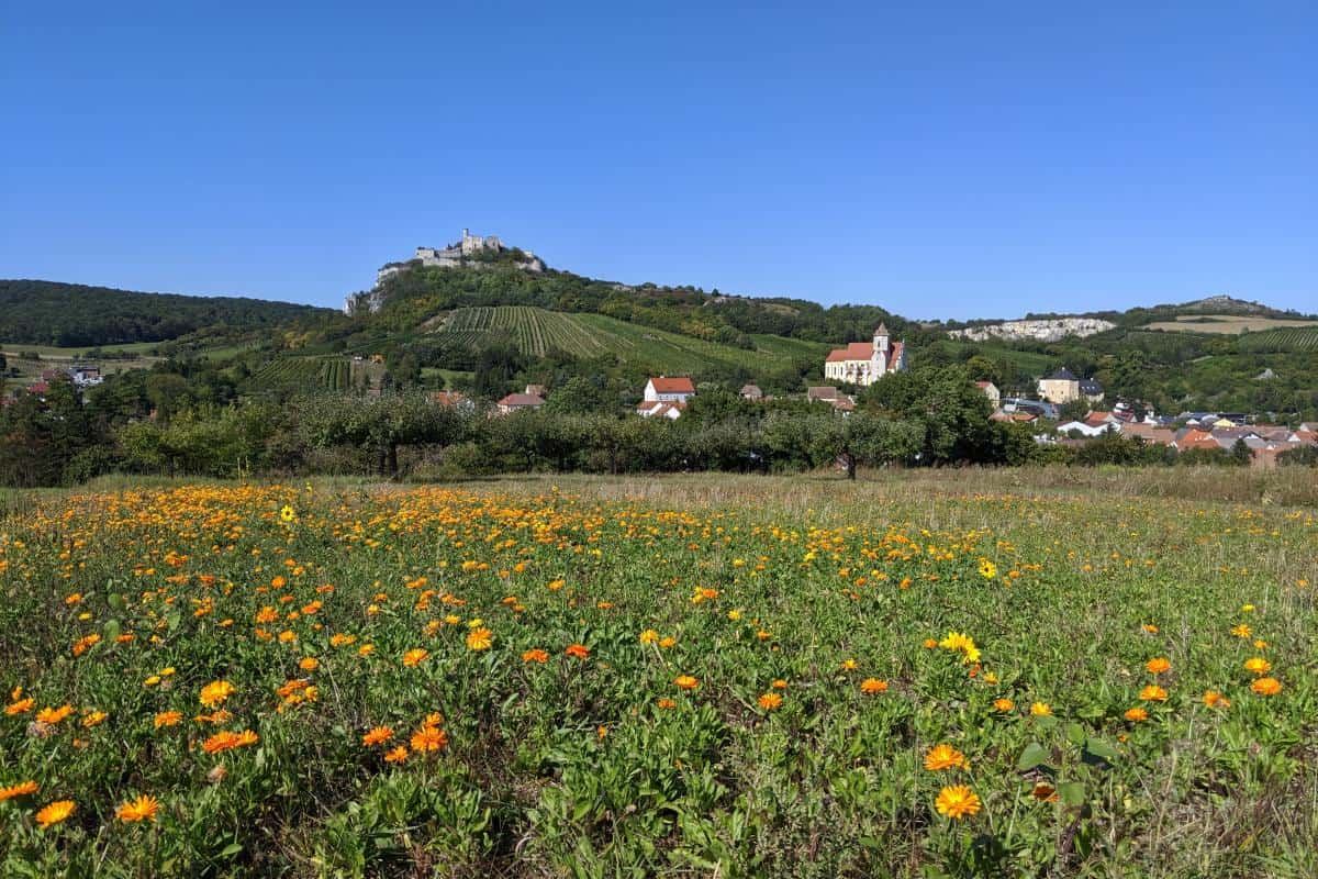 Das niederösterreichische Weinviertel liegt nördlich von Wien und ist ein tolles Ausflugsziel. Unsere Tipps für ein Wochenende stellen wir dir hier vor.