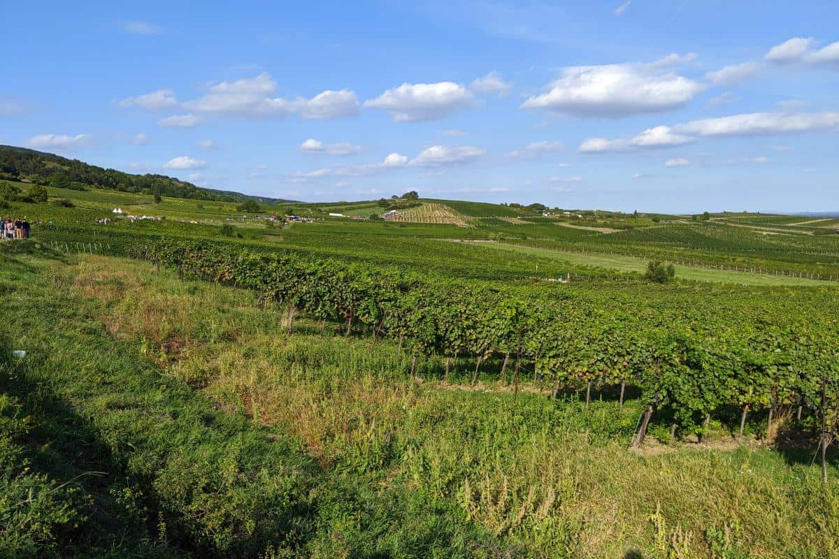 Blick auf die Genussmeile Baden und die Weinberge