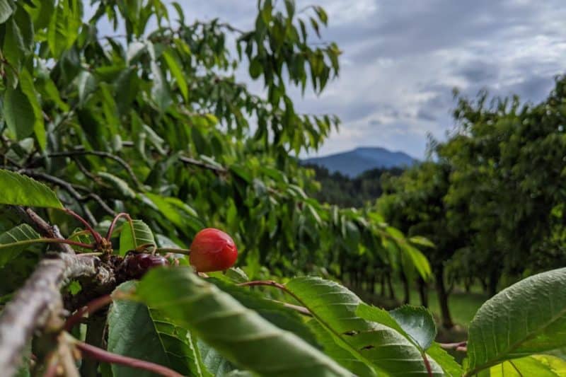 Kirsche am Baum im Garten der Edelbrennerei Graf