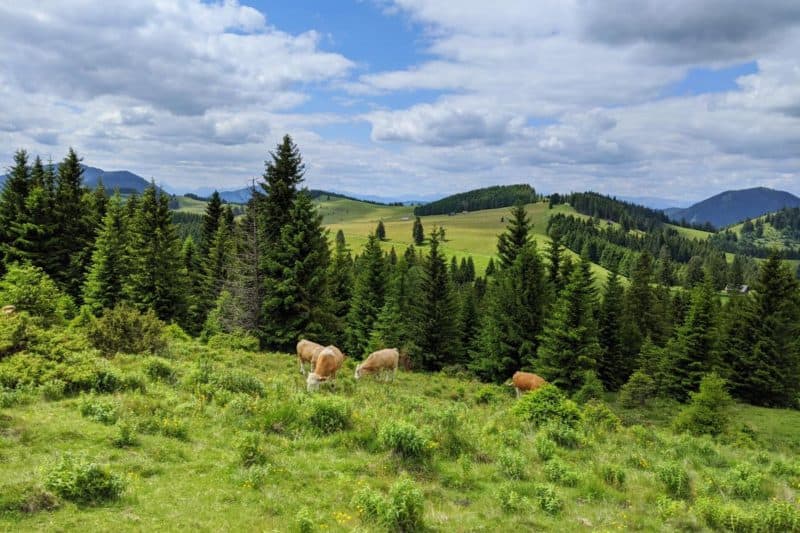 Kühe vor den Hügeln des Almenlands