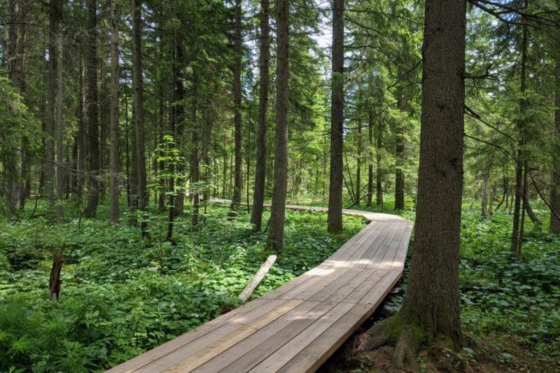 Holzsteg im Moorlehrpfad am Teichalmsee