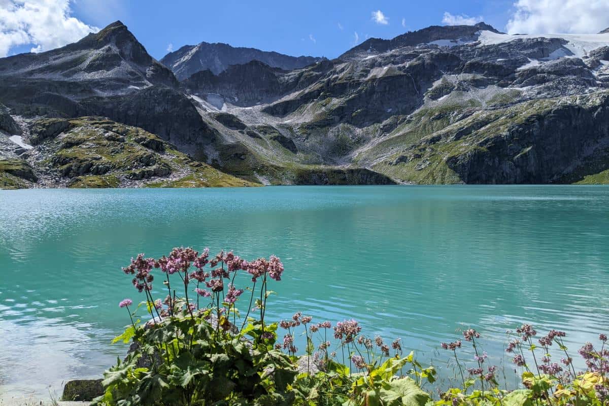 Urlaub im Pinzgau: Blumen vor einem Gletschersee mit Bergpanorama im Hintergrund