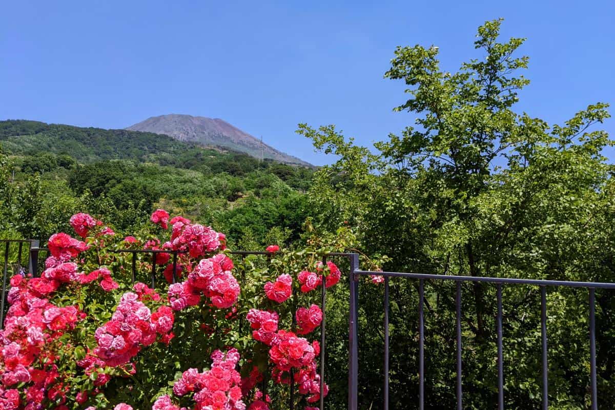 Gipfel des Vesuvs gerahmt mit Büschen und Blüten in Torre del Greco