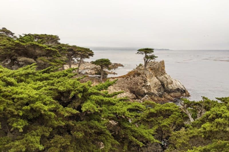 Eine einsame Zypresse auf einem vorgelagerten Felsen auf dem 17 Mile Drive.