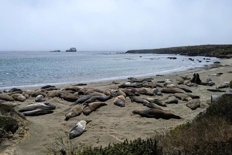 Seeelefanten liegen am Elephant Seal Viewpoint im Sand und sonnen sich