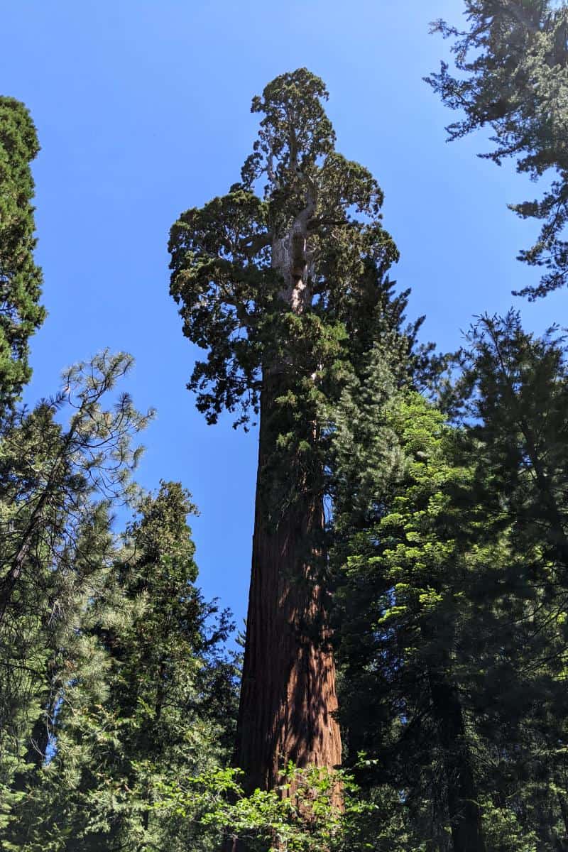 General Grant Tree