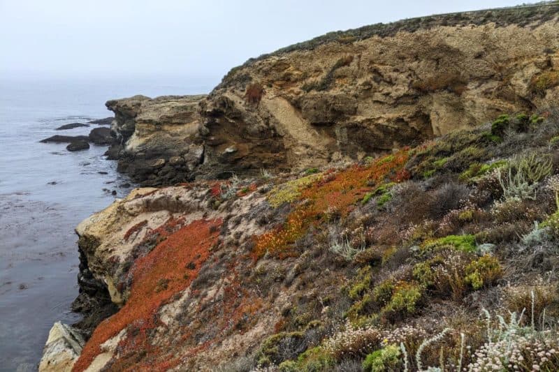 Bunter Bewuchs auf der Steilküste in Point Lobos