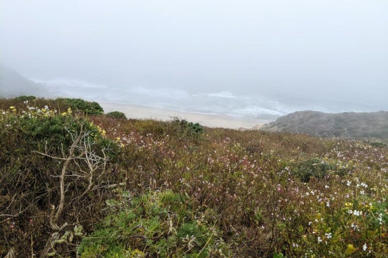 Nebliger Wanderweg Tomales Point Trail mit bunten Blumen und Strand