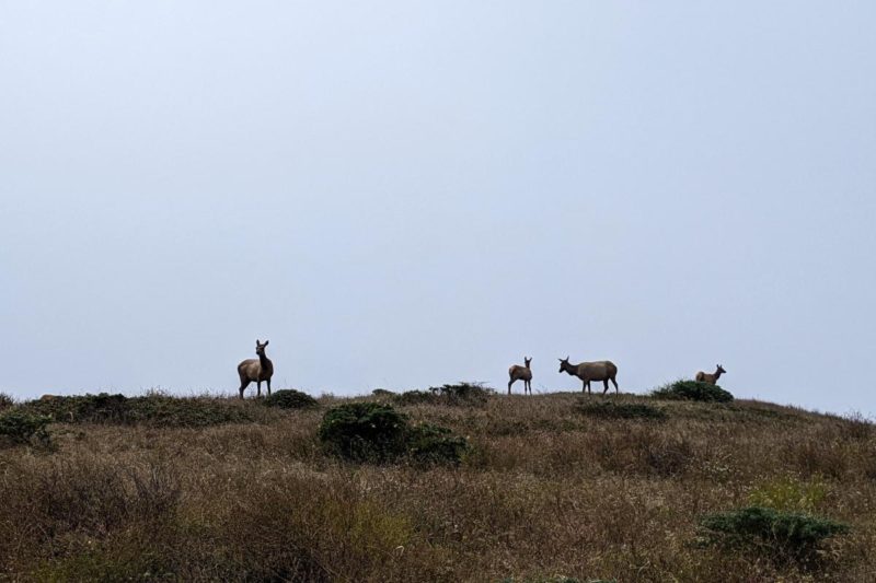 Vier Tule-Wapitis grasen in der Point Reyes National Seashore