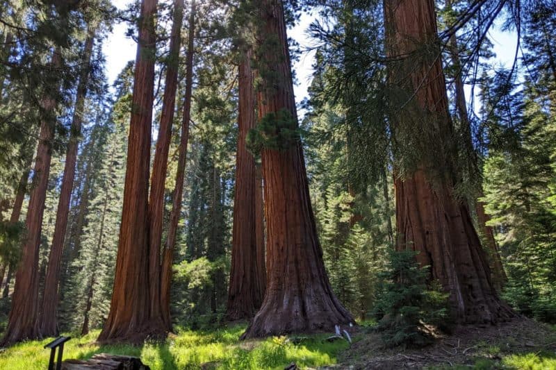 Eine Gruppe Sequoiabäume auf einer Lichtung