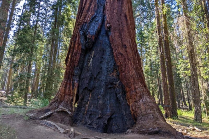 Ein Brandmal an einem Sequoiabaum wächst langsam mit frischer Rinde zu