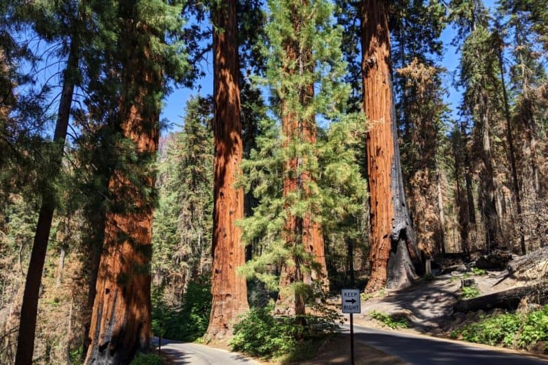 Vier Sequoia-Bäume teilen den Generals Highway in zwei Fahrbahnen