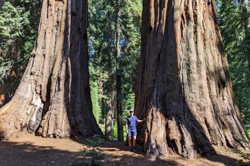 Wolfgang neben einem Sequoiabaum zum Größenvergleich