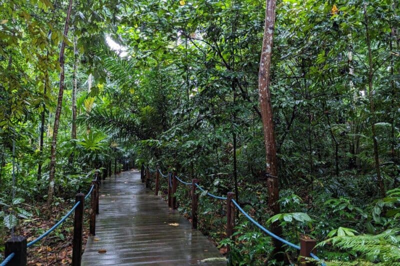 Holzsteg durch den Regenwald in den Botanischen Gärten in Singapur