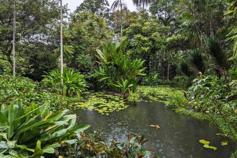 Üppiger Pflanzenbewuchs um einen Teich bei Regen in den Botanischen Gärten in Singapur