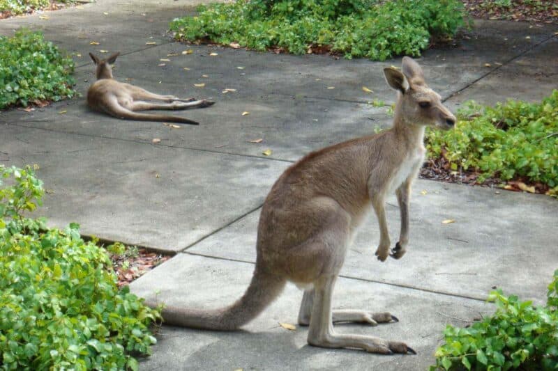 Kängurus auf dem Campus der University of the Sunshine Coast in Sippy Downs.