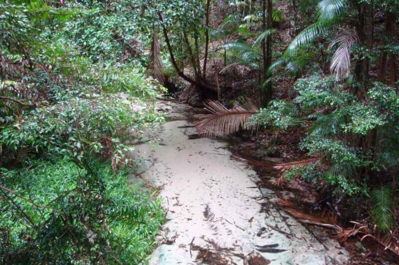 Regenwald auf K'gari (Fraser Island)