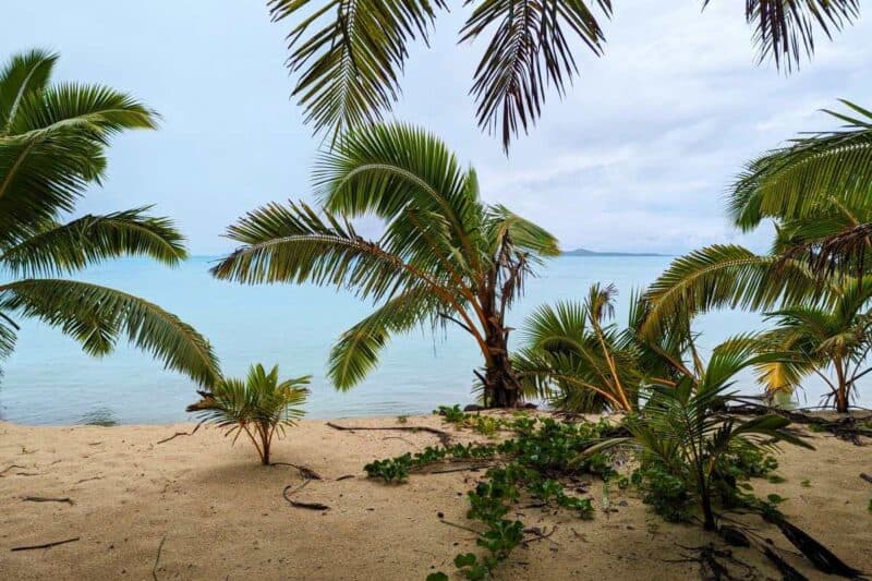 Junge Kokospalmen am Strand  von Moturakau