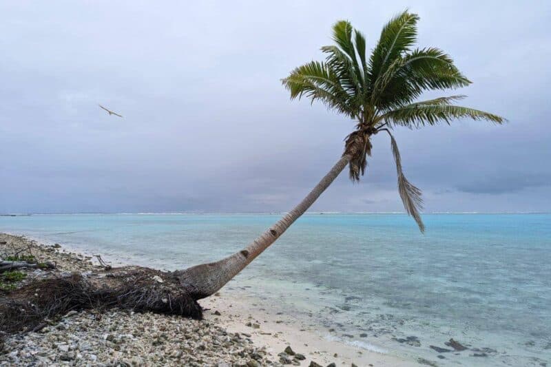 Eine Palme ragt am Strand von One Foot Island über das Meer hinaus