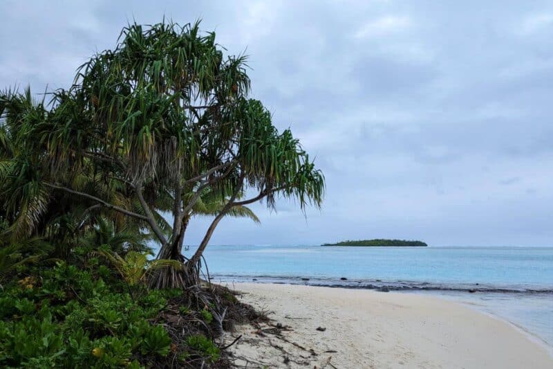 Pandanusbaum am Strand von One Foot Island mit Motu im Hintergrund