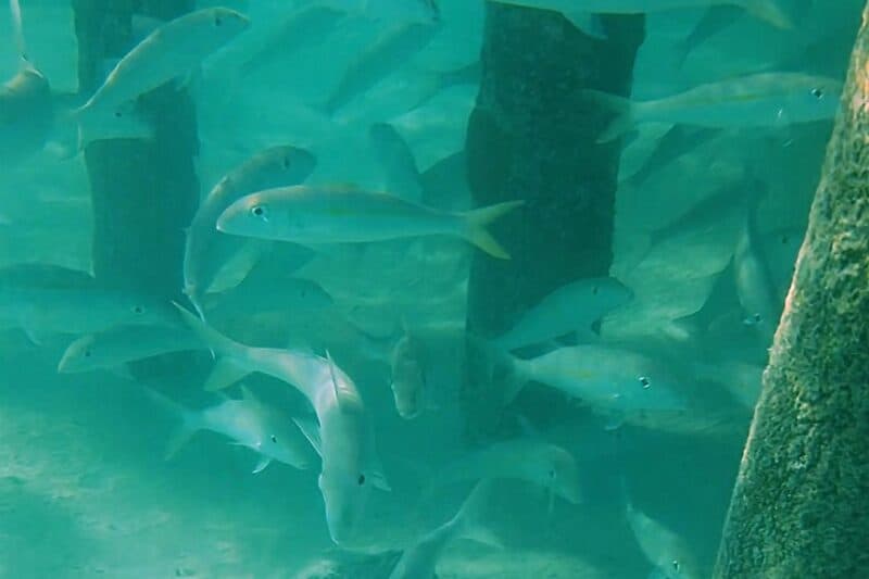 Unterwasseraufnahme von zahlreichen Fischen, die um im Meeresboden verankerte Holzpfähle schwimmen