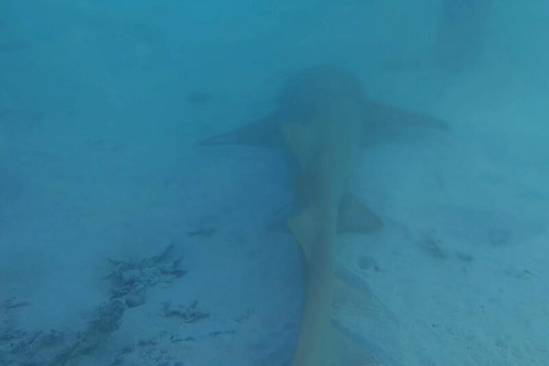Unterwasseraufnahme eines über den Meeresboden gleitenden Riffhais