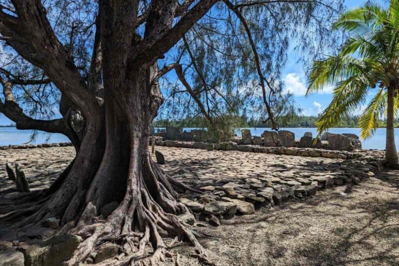 Ein mächtiger Baum wächst aus der Steinplattform des Marae de Maeva