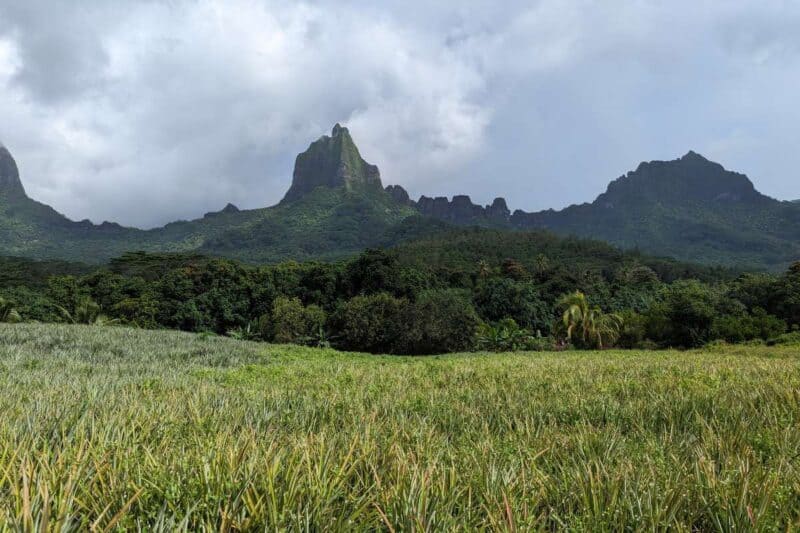 Der spitze Gipfel des Bergs Moua Roa ragt über einem Ananasfeld empor