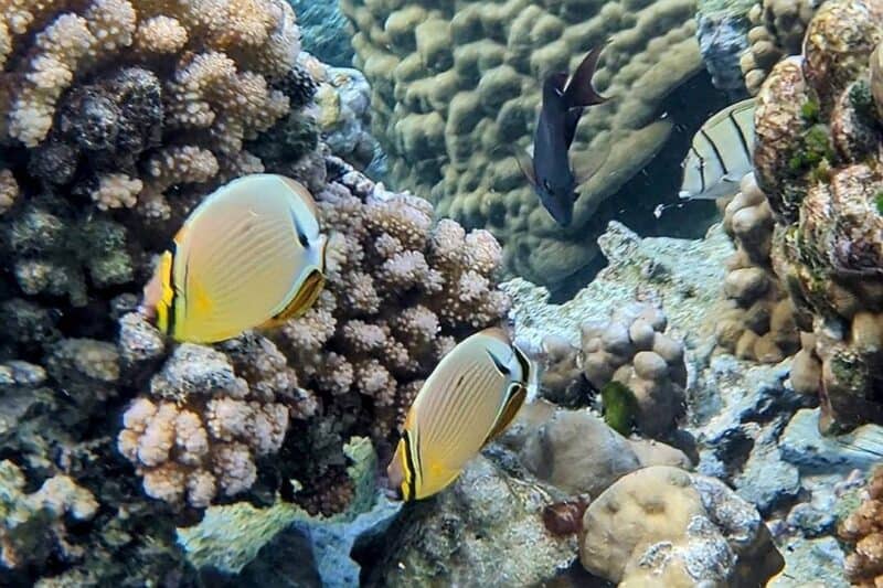 Unterwasseraufnahme von gelben und schwarzen Fischen vor einem Korallenstock beim Schnorcheln auf dem Motu Mahana
