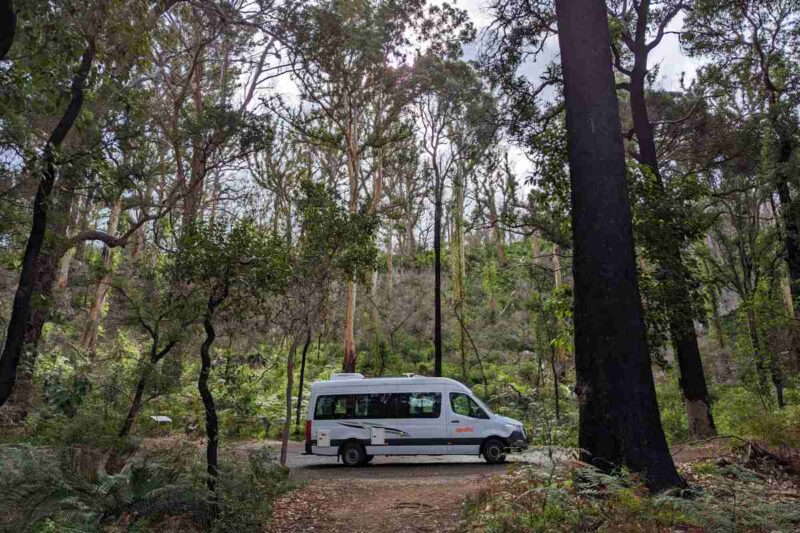 Campervan zwischen den hohen Bäumen eines dichten Karriwald